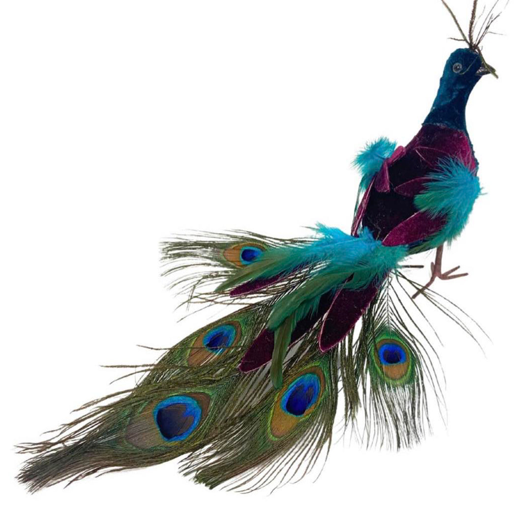 Blue Eloquence Feather Peacock